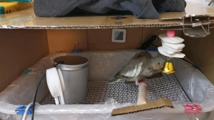 自制玄凤鹦鹉繁殖箱游戏截图