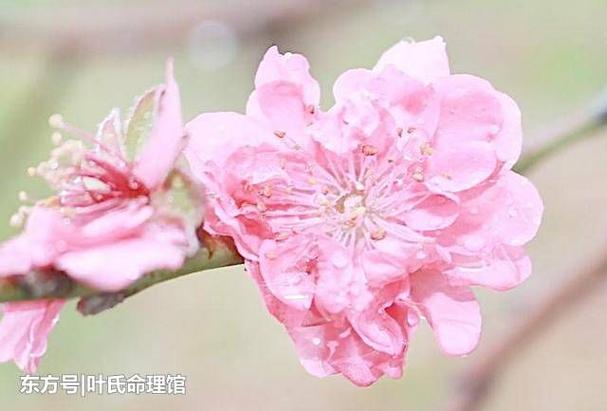 正缘桃花是真爱吗