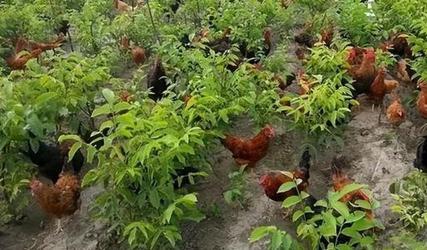 林下养鸡为何没人干了