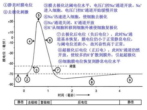 超极化和复极化有什么区别