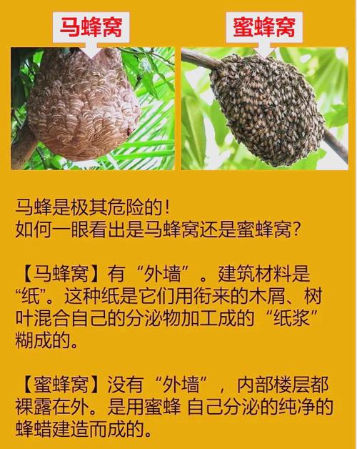 看蜂巢判断蜂的种类