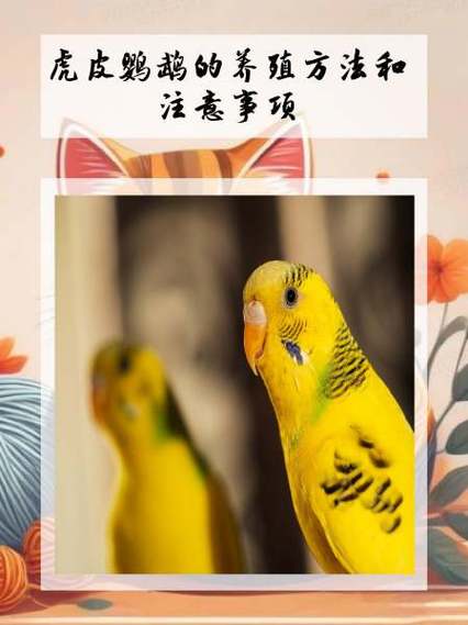 虎皮鹦鹉养殖技术
