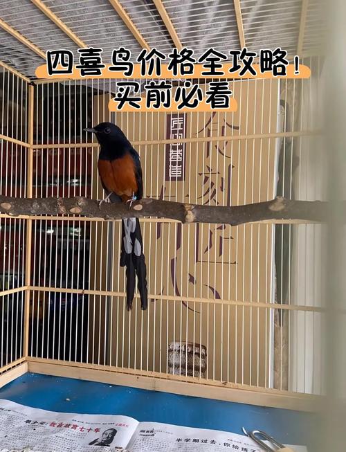 买鸟一般在哪里买缩略图