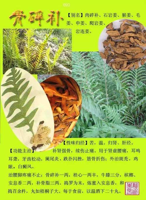 100种草药图片