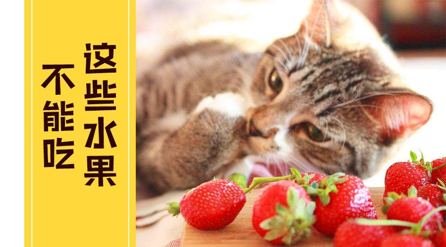 猫咪不能吃什么水果