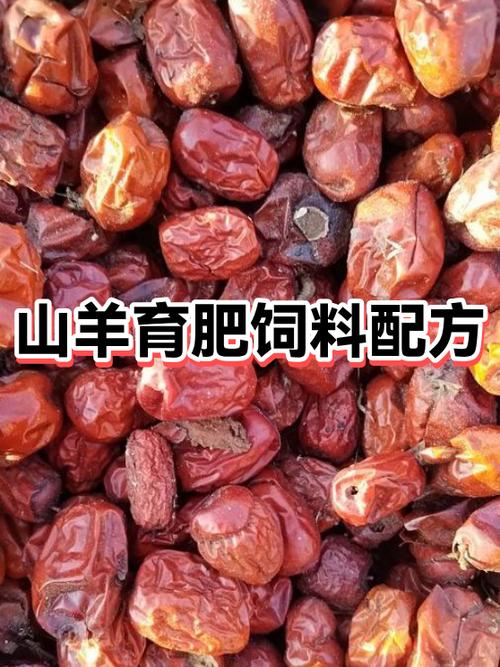 育肥羊一天喂多少饲料