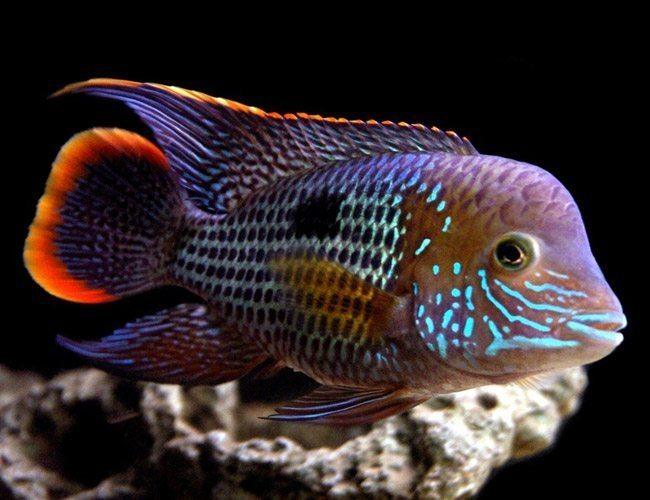 pond fish