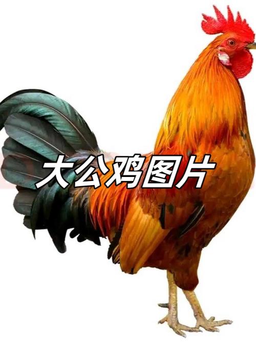 昂首挺胸表情包
