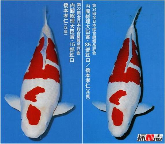 锦鲤贵吗
