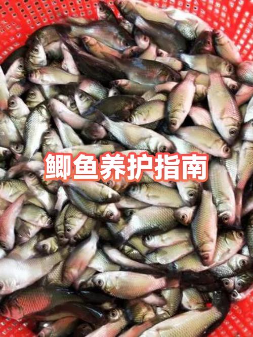 小鲫鱼用不用清理内脏