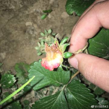 草莓电量主题下载