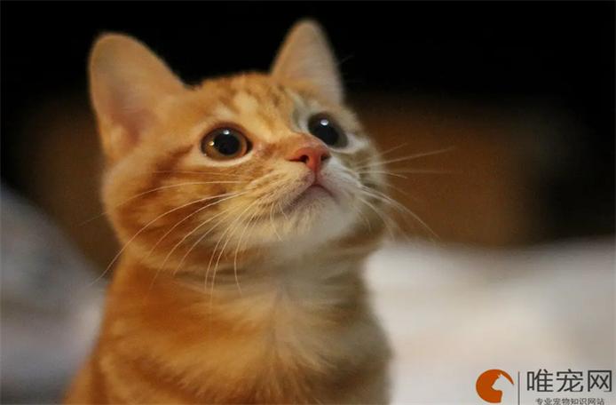 猫丢了晚上几点最容易找到