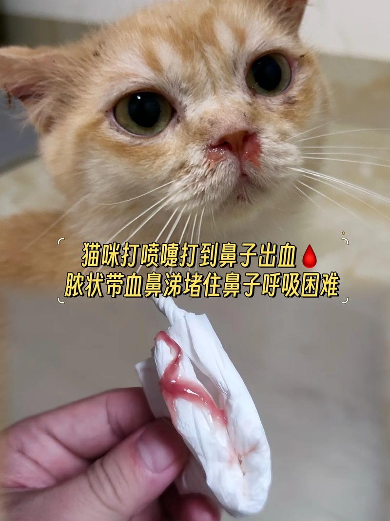 这两只猫两也太萌了吧要流鼻血