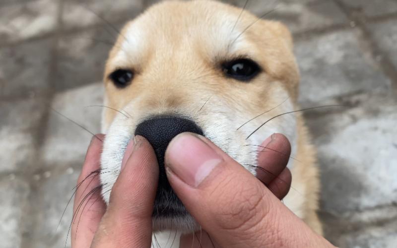 不小心亲到狗鼻子