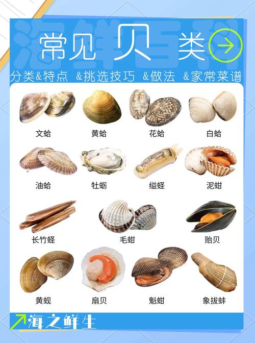 海贝属于什么档次截图