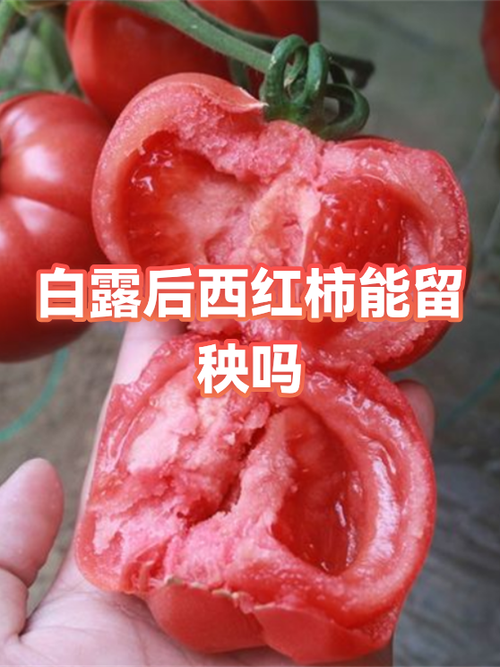 西红柿里面发绿是怎么回事