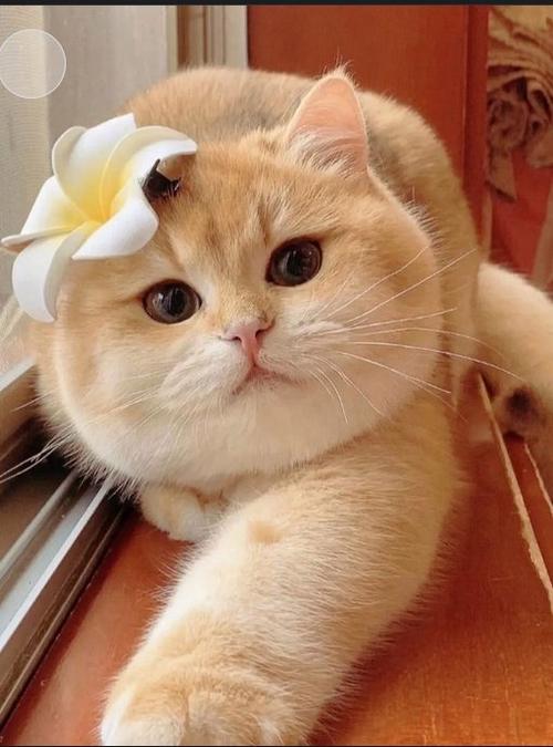 猫咪微笑特效在哪个软件