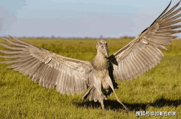 大头鸟为什么会鞠躬截图