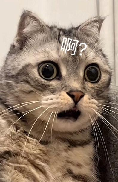猫咪表情