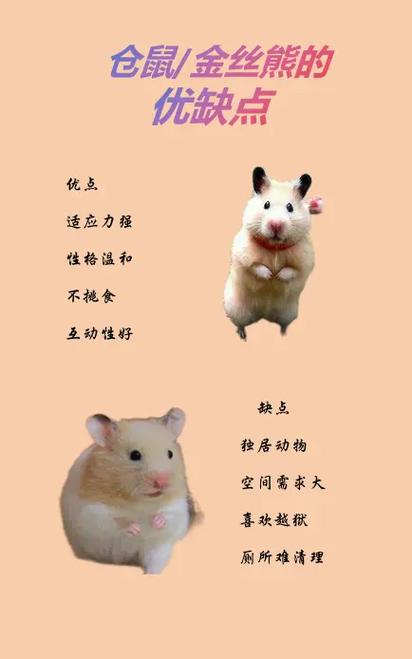 仓鼠软趴趴的四肢无力怎么办