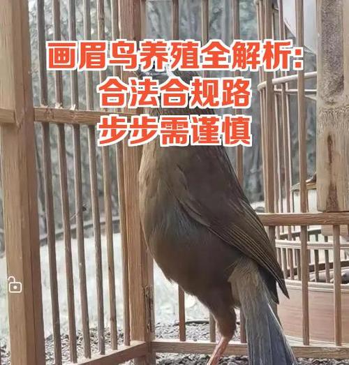 如何养画眉鸟熟人快
