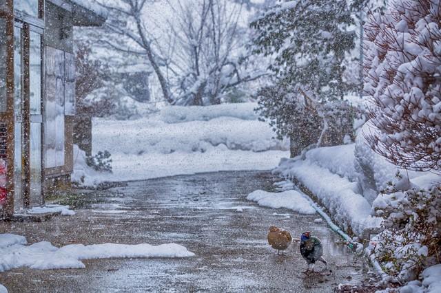 雪が降ってきました