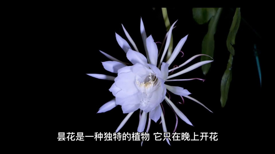 优昙花采集方法