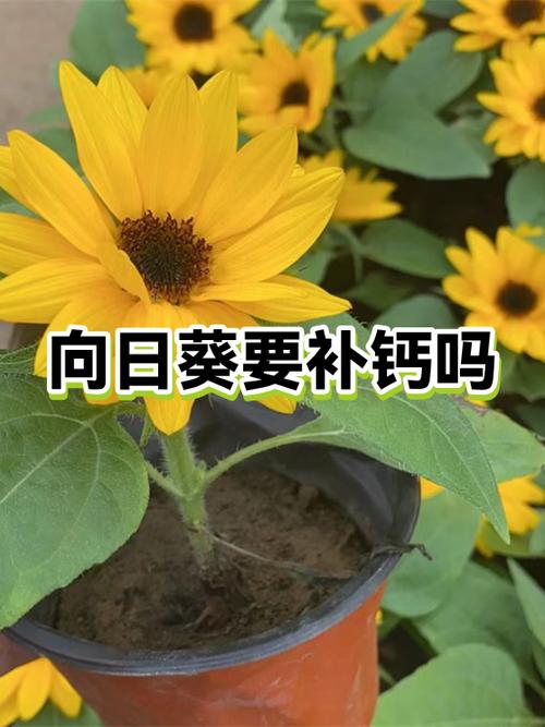 向日葵点击没反应