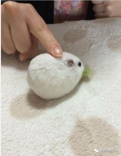 胖成球仓鼠图片