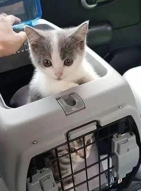 滴滴快车不能带猫咪吗