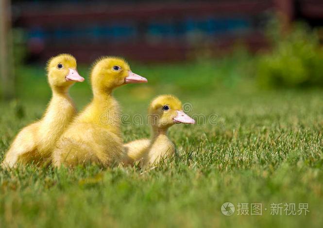 为什么只养三只鸭子