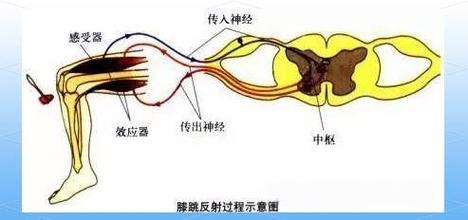 说人反射弧长是什么意思