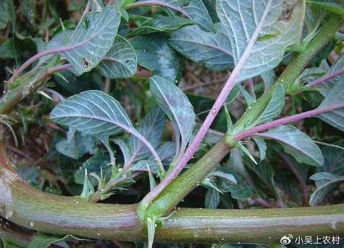 刺苋菜治疗痔疮的做法