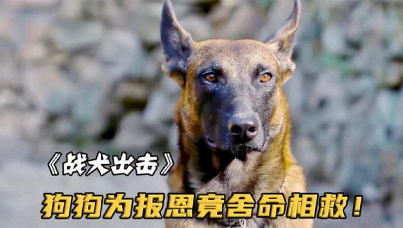 战犬出击