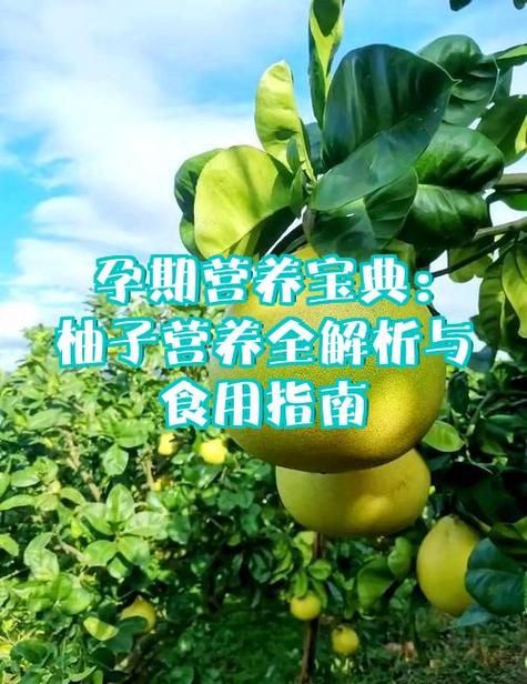 柚子的营养价值和作用