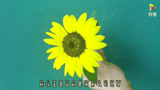 怎么加入向日葵妈妈