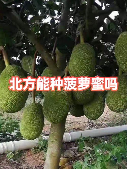 菠萝蜜能吃的部位图解