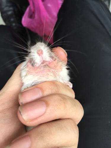 仓鼠下巴湿漉漉的而且不动了