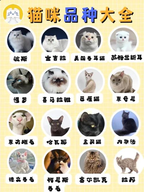 小型猫咪有哪些品种图标