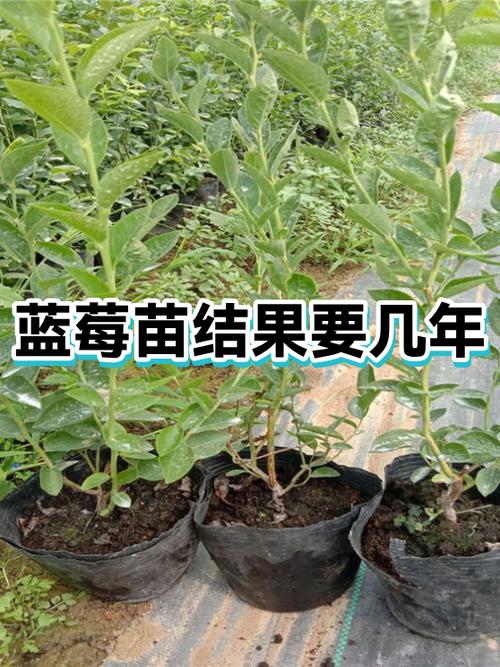 蓝莓树苗多少钱一棵三年苗缩略图