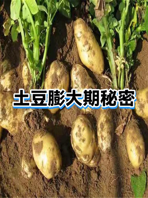 小土豆是骂人还是夸人