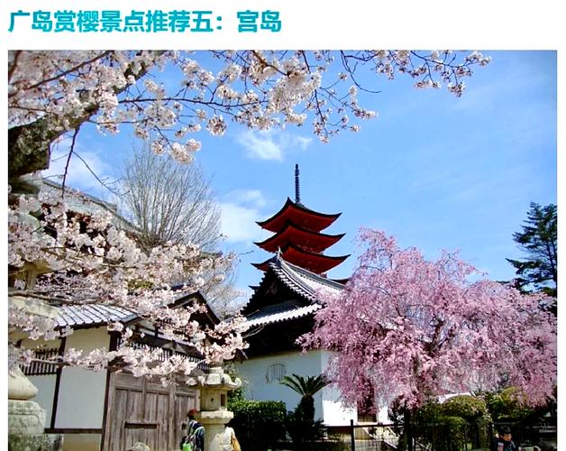 亚洲樱花数量最多的樱花园