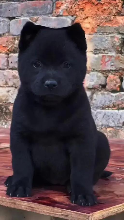五黑犬哪里才是正宗