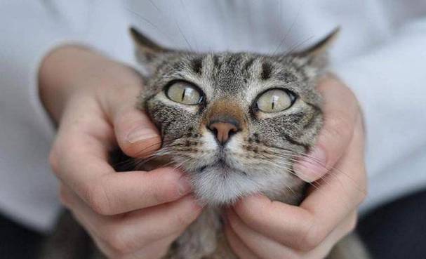 猫咕咕响是怎么回事