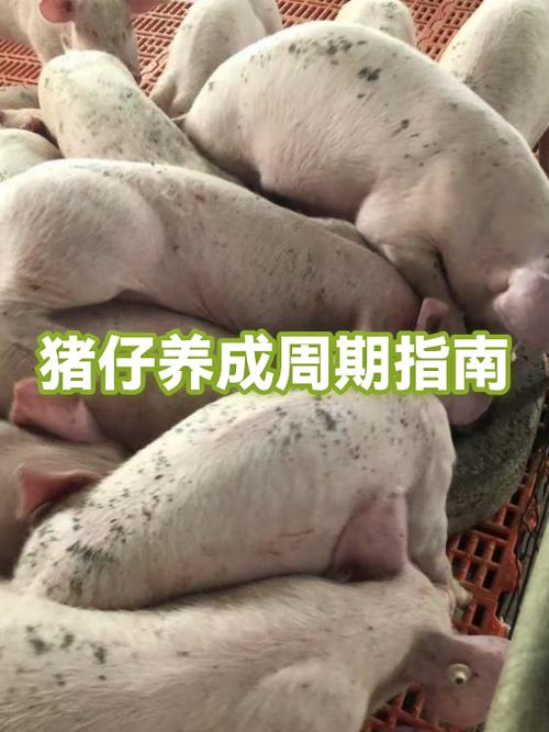 小猪几个月能出栏