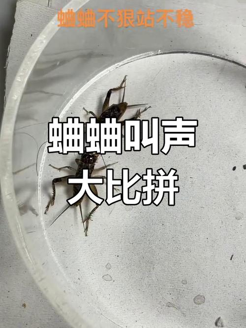 手机总发出蛐蛐叫声