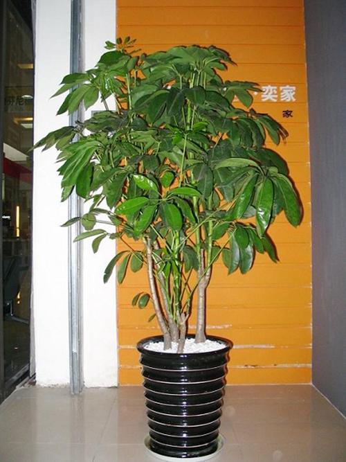 摇钱树资料网