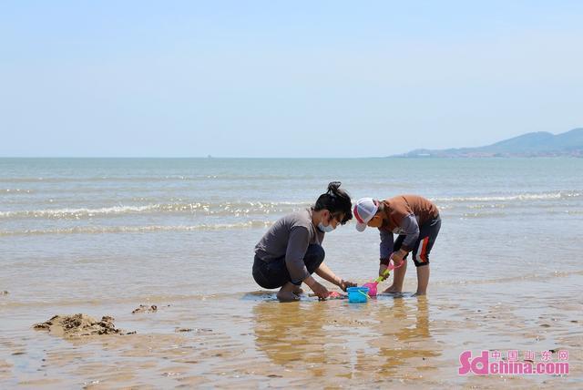 赶海捡贝壳视频