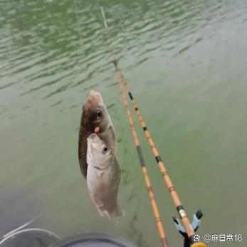 鱼杆卡太紧收不了杆,有什么好办法