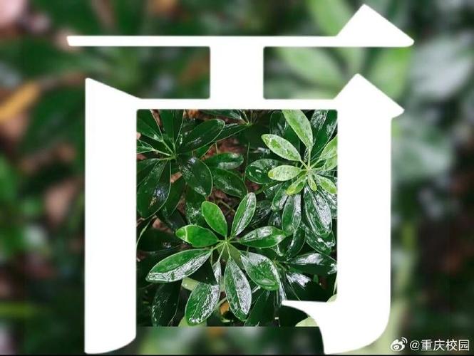 手机怎么识别文字并复制截图